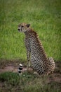 Cheetah sits on dirt patch in grass