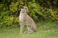 Cheetah sits on grass looking over shoulder Royalty Free Stock Photo
