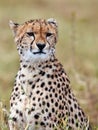 Cheetah sits on the grass and looks afield Royalty Free Stock Photo