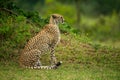 Cheetah sits by grassy bank near trees