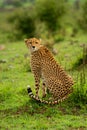 Cheetah sits on grassy mound looking back