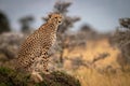 Cheetah sits on grassy mound turning head