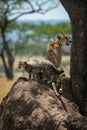 Cheetah sits guarding cubs on termite mound Royalty Free Stock Photo