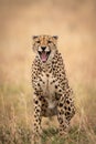 Cheetah sits in long grass yawning widely Royalty Free Stock Photo