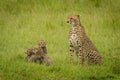 Cheetah sits near three cubs in grass Royalty Free Stock Photo