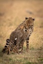 Cheetah sits and nuzzles cub on grass Royalty Free Stock Photo