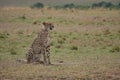 Cheetah surveys the Mara plains