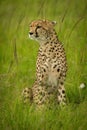 Cheetah sits in tall grass looking left Royalty Free Stock Photo