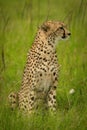 Cheetah sits in tall grass looking right Royalty Free Stock Photo