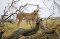 Cheetah sits on a tree in the savannah. Kenya. Tanzania. Africa. National Park. Serengeti. Maasai Mara.