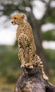 Cheetah sits on a tree in the savannah. Kenya. Tanzania. Africa. National Park. Serengeti. Maasai Mara.