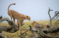 Cheetah sits on a tree in the savannah. Kenya. Tanzania. Africa. National Park. Serengeti. Maasai Mara.