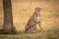Cheetah sits beside tree staring towards camera Royalty Free Stock Photo