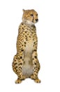 Cheetah sitting;