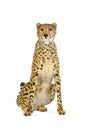 Cheetah sitting; Royalty Free Stock Photo