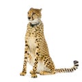 Cheetah sitting; Royalty Free Stock Photo