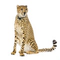 Cheetah sitting; Royalty Free Stock Photo