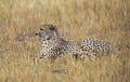 Cheetah sitting in a dry grass at Masai Mara, Kenya Royalty Free Stock Photo