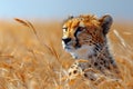 A cheetah is sitting in a field of tall grass in the Serengeti Royalty Free Stock Photo