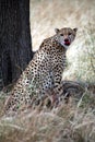 Cheetah sitting in the grass Royalty Free Stock Photo