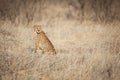 Cheetah sitting in the grass Royalty Free Stock Photo