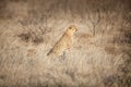 Cheetah sitting in the grass Royalty Free Stock Photo