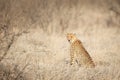 Cheetah sitting in the grass looking at camera Royalty Free Stock Photo