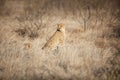 Cheetah sitting in the grass looking at camera Royalty Free Stock Photo