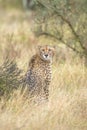 Cheetah sitting on haunches in the rain Royalty Free Stock Photo