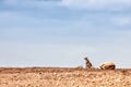 A cheetah sitting on the horizon Royalty Free Stock Photo