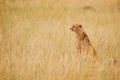 Cheetah sitting in the long dried grass, Kenya Royalty Free Stock Photo