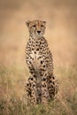 Cheetah sitting in long grass looking ahead Royalty Free Stock Photo