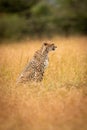 Cheetah sitting in long grass by trees Royalty Free Stock Photo