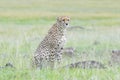 Cheetah sitting looking in distance Royalty Free Stock Photo