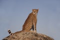 Cheetah sitting on a rock