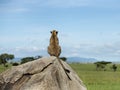 Cheetah sitting on a rock and looking away, Serengeti Royalty Free Stock Photo