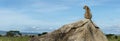 Cheetah sitting on a rock and looking away, Serengeti Royalty Free Stock Photo