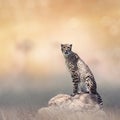 Cheetah sitting on a rock