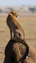 Cheetah sitting in the savanna. Close-up. Kenya. Tanzania. Africa. National Park. Serengeti. Maasai Mara.