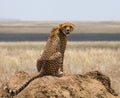 Cheetah sitting in the savanna. Close-up. Kenya. Tanzania. Africa. National Park. Serengeti. Maasai Mara. Royalty Free Stock Photo