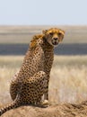 Cheetah sitting in the savanna. Close-up. Kenya. Tanzania. Africa. National Park. Serengeti. Maasai Mara. Royalty Free Stock Photo