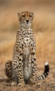 Cheetah sitting in the savanna. Close-up. Kenya. Tanzania. Africa. National Park. Serengeti. Maasai Mara. Royalty Free Stock Photo