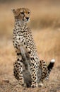 Cheetah sitting in the savanna. Close-up. Kenya. Tanzania. Africa. National Park. Serengeti. Maasai Mara. Royalty Free Stock Photo