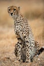 Cheetah sitting in the savanna. Close-up. Kenya. Tanzania. Africa. National Park. Serengeti. Maasai Mara. Royalty Free Stock Photo
