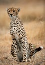 Cheetah sitting in the savanna. Close-up. Kenya. Tanzania. Africa. National Park. Serengeti. Maasai Mara. Royalty Free Stock Photo