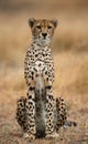 Cheetah sitting in the savanna. Close-up. Kenya. Tanzania. Africa. National Park. Serengeti. Maasai Mara. Royalty Free Stock Photo