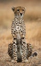 Cheetah sitting in the savanna. Close-up. Kenya. Tanzania. Africa. National Park. Serengeti. Maasai Mara. Royalty Free Stock Photo