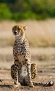 Cheetah sitting in the savanna. Close-up. Kenya. Tanzania. Africa. National Park. Serengeti. Maasai Mara. Royalty Free Stock Photo