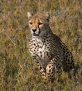 Cheetah sitting in the savanna. Close-up. Kenya. Tanzania. Africa. National Park. Serengeti. Maasai Mara. Royalty Free Stock Photo