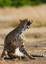 Cheetah sitting in the savanna. Close-up. Kenya. Tanzania. Africa. National Park. Serengeti. Maasai Mara. Royalty Free Stock Photo